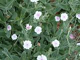 Lychnis coronia pinkwhite